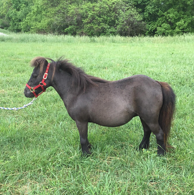 Sponsor Truffle